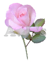 Rose 40