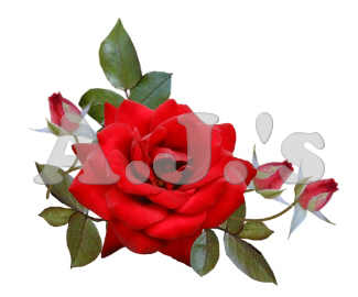 Rose 1