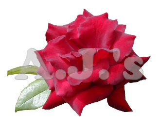 Rose 2