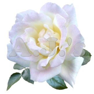 Rose 3