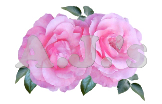 Rose 6