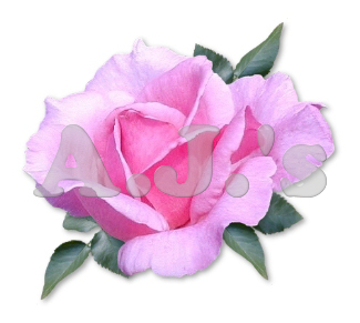 Rose 7