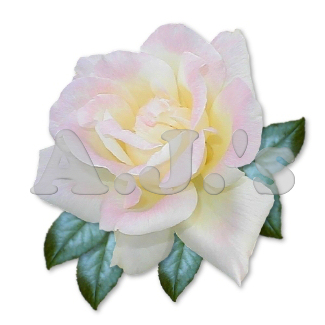 Rose 11