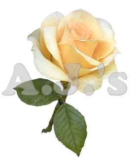 Rose 15