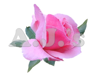 Rose 18