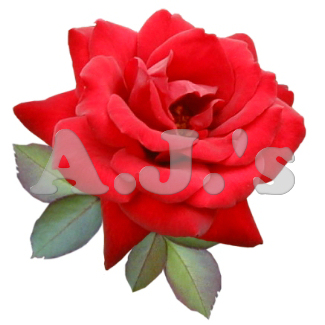 Rose 21