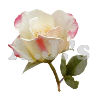 Rose 22