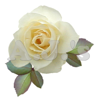Rose 23