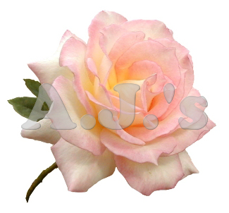 Rose 24