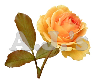 Rose 25