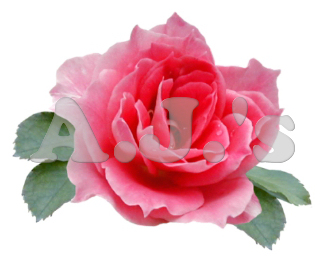 Rose 26