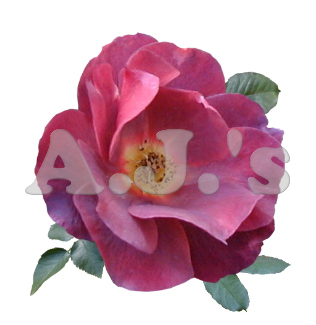 Rose 27