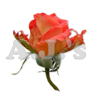 Rose 28