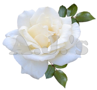 Rose 29