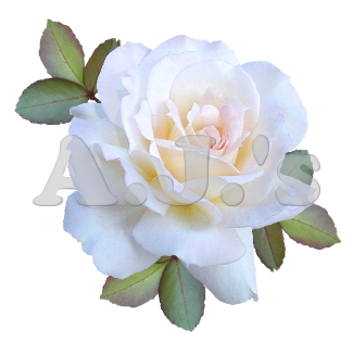 Rose 30