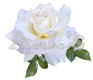 Rose 31