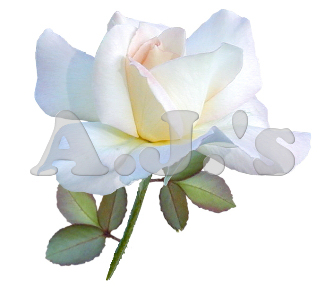 Rose 32