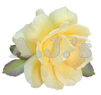 Rose 33
