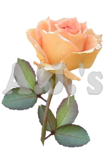 Rose 34