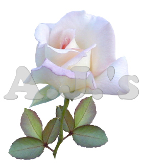 Rose 35