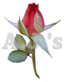 Rose 36