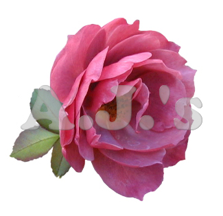 Rose 37