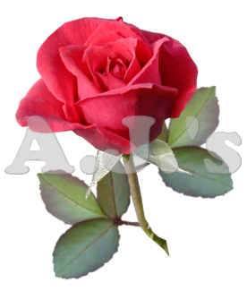 Rose 38