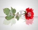 Rose Reflection
