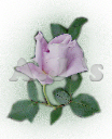Light Purple Rose