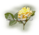 Yellow Rose