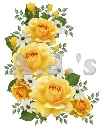 Yellow Roses