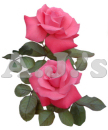 Pink Roses