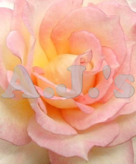 Pink Rose Close Up