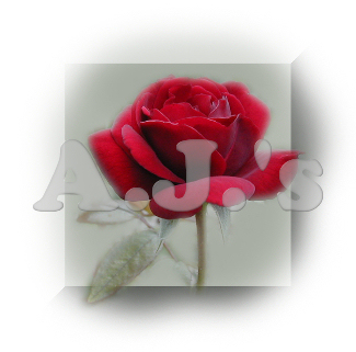 Red Rose - Green Bkg