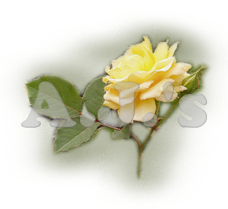 Yellow Rose